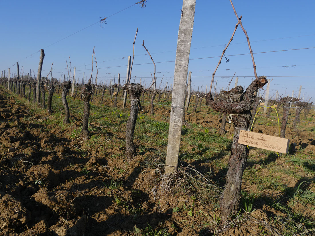 Виноградник на урожай